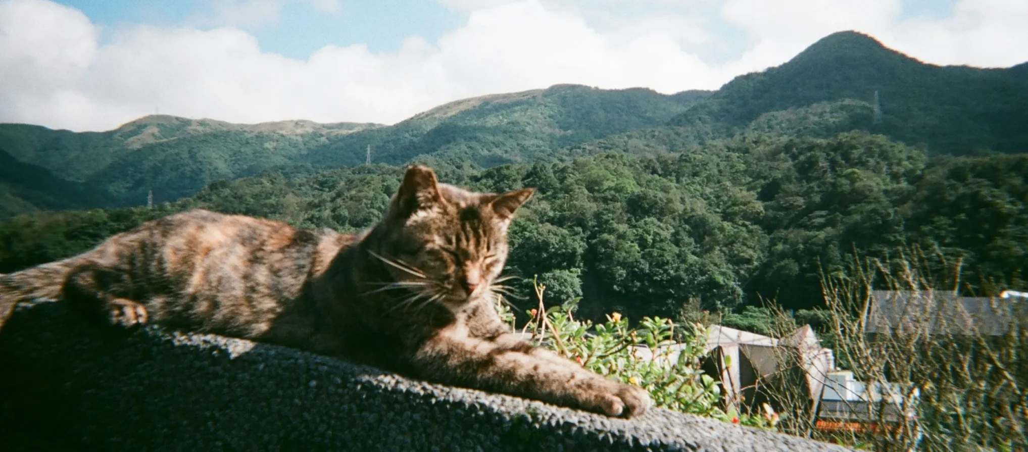 猴硐（ホウトン）猫村